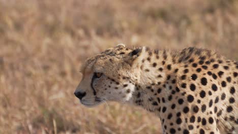 cinematic and epic close up shot of wild cheetah