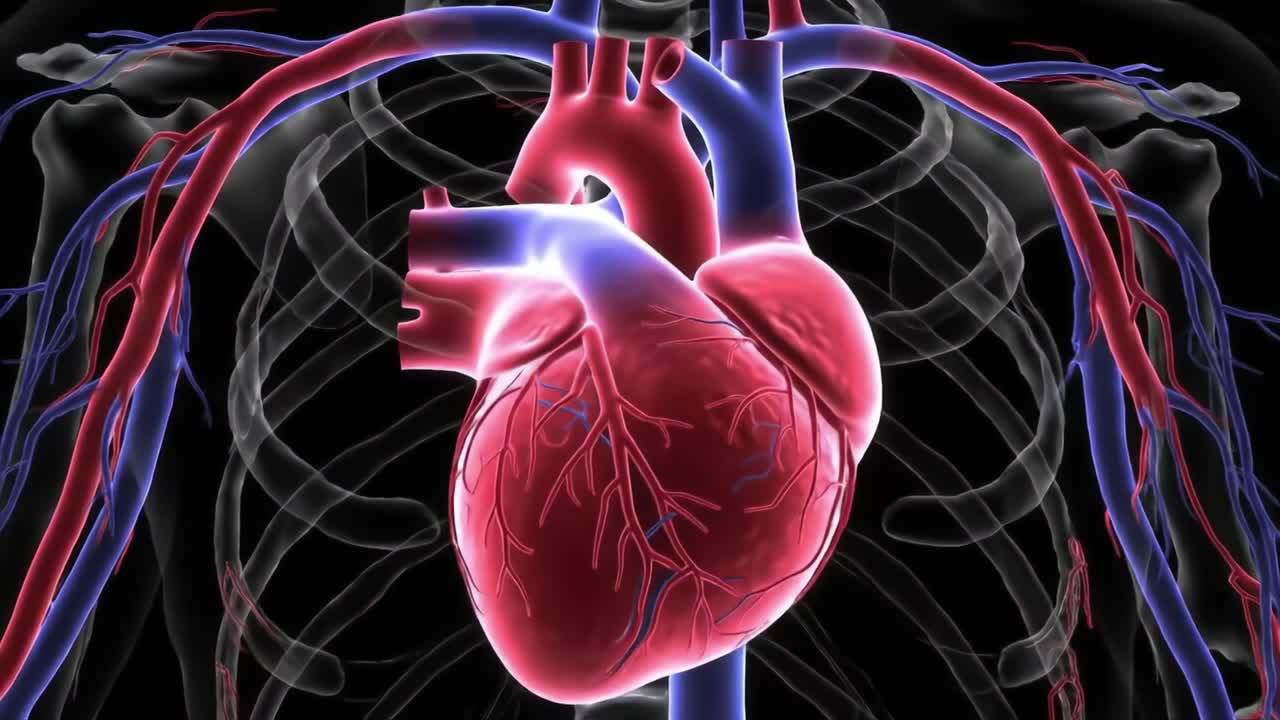 Anatomical Visualization of the Human Heart Circulatory System Highlighting Blood Vessels and Cardiac Structures in Realistic Graphics for Educational Purposes