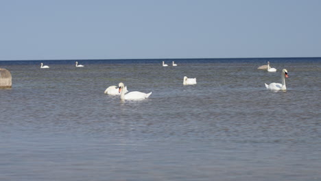 swans at the baltic sea shore