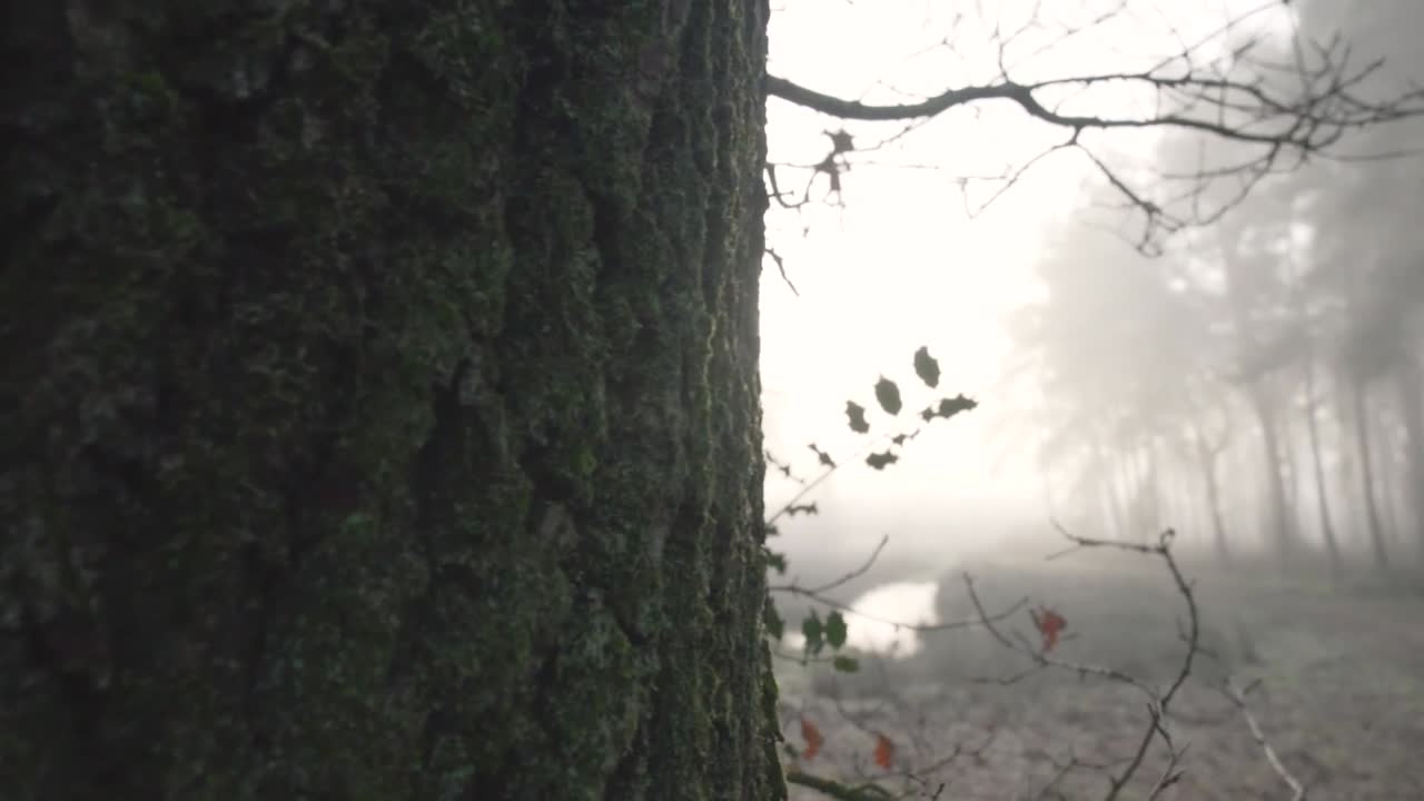 Misty Forest at Sunrise