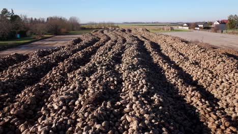 Huge-Pile-Of-Fresh-Harvested-Sugar-Beets---Aerial-Drone-Shot