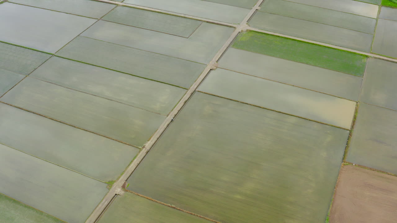 aerial de un campo de arroz con un patrón rectangular, corea del sur