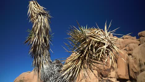 closeup needles of yucca trees joshua tree national park california mojave colorado desert sunny blue sky rocky rugged boulders mountain landscape sheephole valley fortynine palm circle left pan down