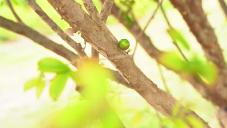 Bonito-Primer-Plano-De-Un-árbol-Joven-De-Jaboticaba-Con-Flores-Que-Comienzan-A-Florecer-En-La-Temporada-De-Frutas-Plinianas-En-Forma-De-Uva