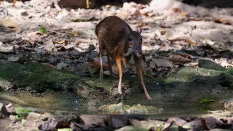 seen at a water hole deep in the forest then goes away to the left, lesser mouse-deer tragulus kanchil, thailand