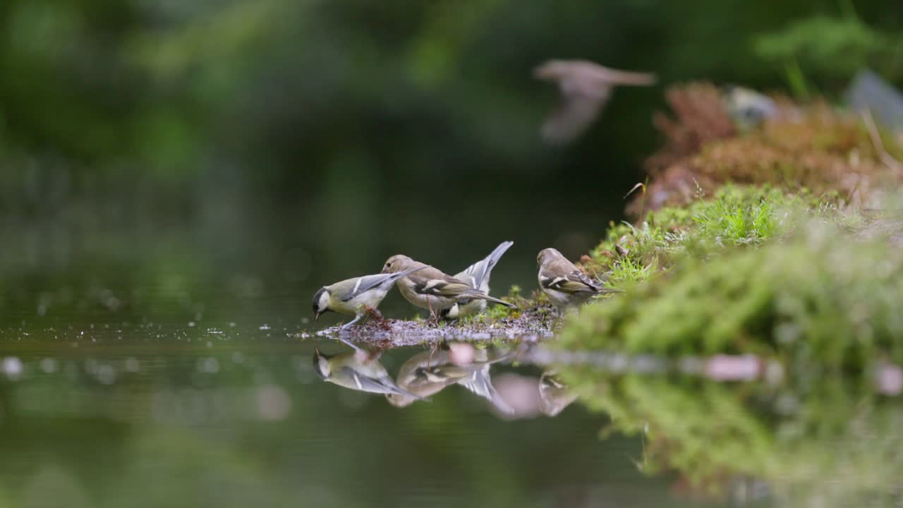 Finches Drinking at a Pond