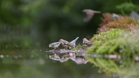 finches drinking at a pond