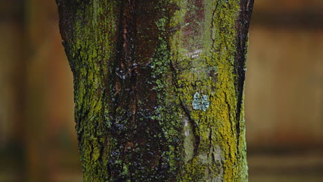 lluvia constante cayendo por el tronco del árbol