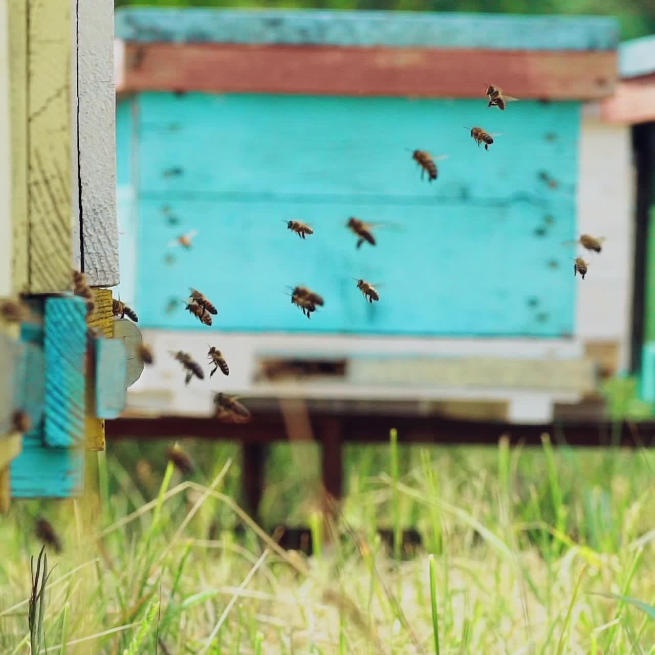Bee swarm at a beehive