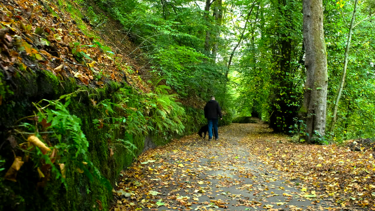 A man strolls through a leafy autumn forest with his sleek black lurcher dog surrounded by warm fall colours
