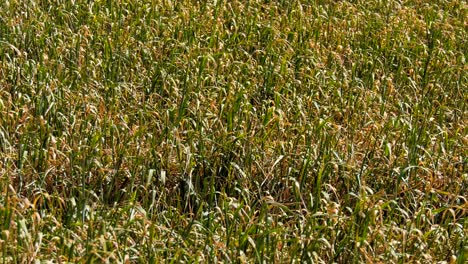 campo de cultivos en un día soleado de verano