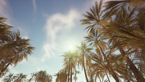 Looking-up-at-palm-trees-at-Surfers-Paradise