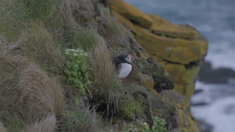 Papageientaucher-Auf-Dem-Vorgebirge-Von-Látrabjarg-In-Den-Westfjorden-Islands