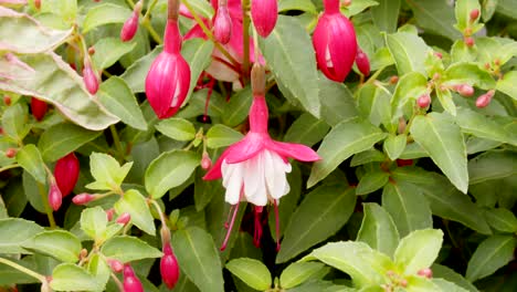 Mittlerer-Schuss-Von-Fuchsiafarbenem-Busch,-Der-Schneekappenblumen-Zeigt