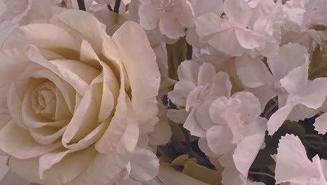 close-up of a cream-colored rose