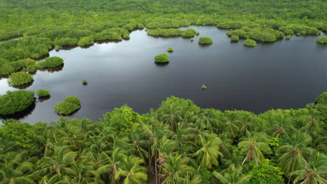 Water-reserve-aerial-view-in-a-caribbean-island-with-palm-trees-and-vegetation-under-the-water