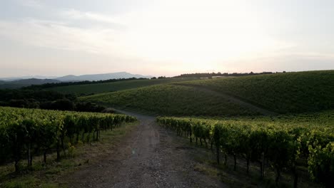 drone panorama shot of a panorama in tuscany from a beautiful vineyard during sunset