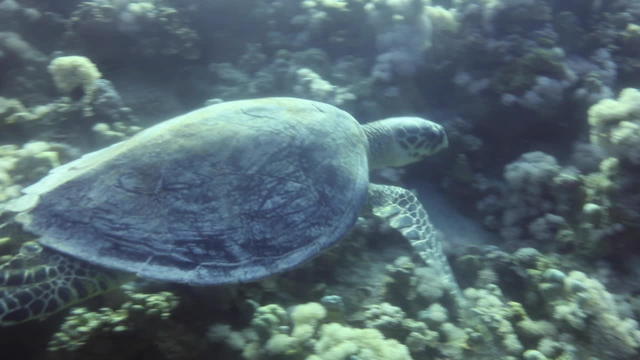 Sea Turtle in the Coral Reef of The Red Sea of Egypt