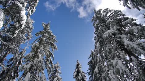 Snow-covered-Pine-Trees-Against-Blue-Sky-In-Winter