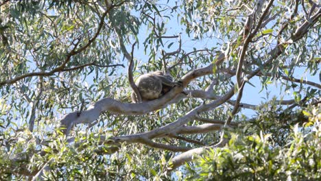 a wild koala bear sleeping high up in the branches of an australian native eucalyptus gum tree