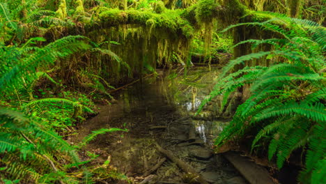 motion time-lapse of a small creek flowing under the lush greenery near the hoh river