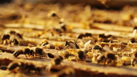 busy bees on honeycomb