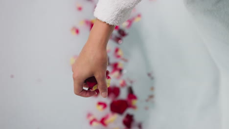 lady throws rose petals into foamy water. woman adds roses in hot water with soft foam creating romantic atmosphere for relaxing procedure. spa service