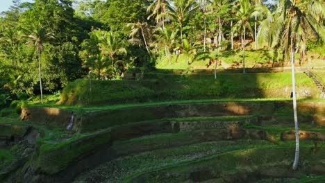 a drone ascending gracefully, flying toward the lush rice terraces in tegalalang, bali