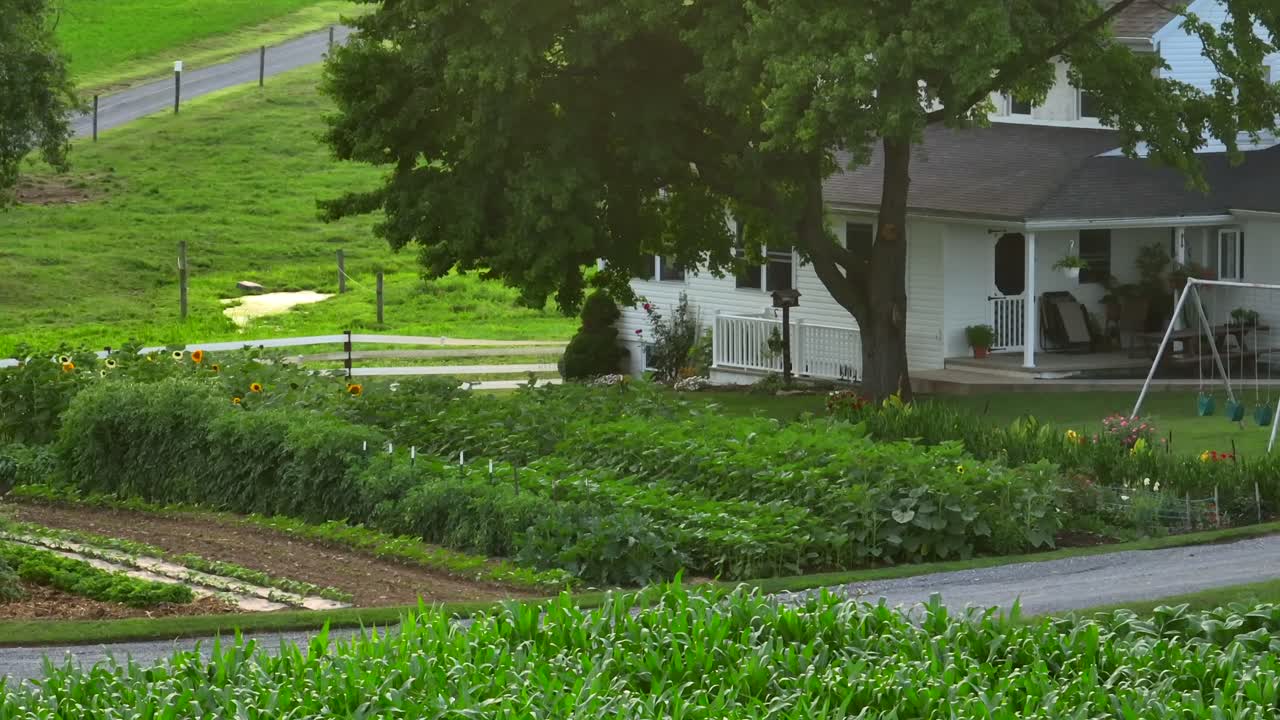 Verdant Amish garden with rows of crops in front of a white house with porch swing