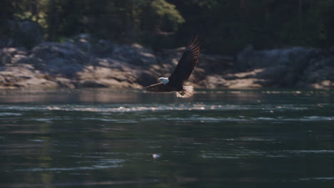 eagle catching fish in the ocean in canada