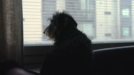 dachshund dog sitting on a couch and looking out window at snowfall