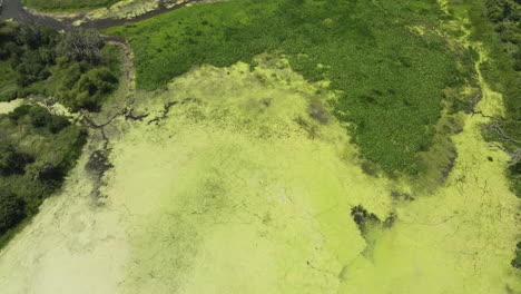 Magical-riparian-forest,-vast-marshland,-and-river,-overgrown-with-algae