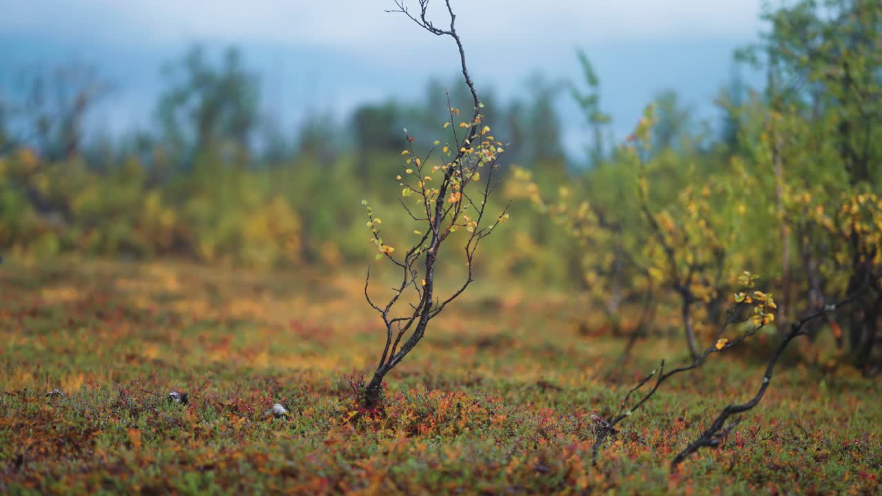 abedules delgados y retorcidos en el paisaje de la tundra noruega