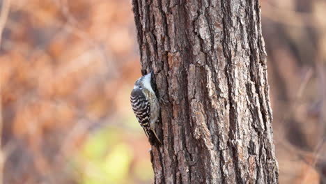 japanese pygmy woodpecker pecking bark perchen on tree trunk and clamber up searching food