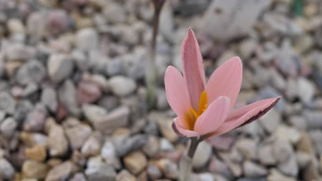 Crocus-pink-Alatavicus