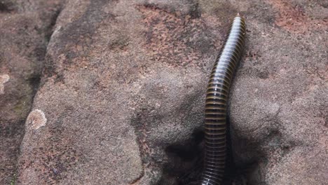 large millipede exploring a rock