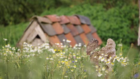 Winzig-Klein-Auf-Dem-Holzstumpf,-Schöne-Wiese-Mit-Hüttenförmigem-Häuschen-Im-Hintergrund