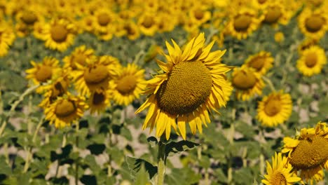 caminando entre girasoles en el campo