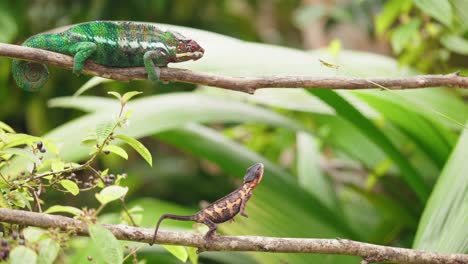 wildlife endemic chameleon on branch catching grasshopper with long tongue in super slow motion in national park in madagascar