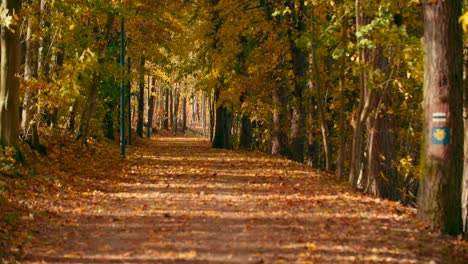 camino cubierto de hojas amarillas en el parque de otoño