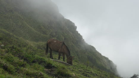 a horse grazing on mountain pasture in the morning light and fog in the himalayas of nepal