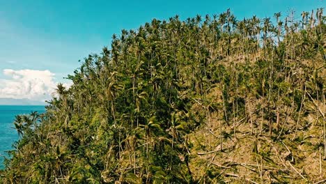 Aerial-drone-tilt-up-shot-over-damaged-palm-trees-over-hilly-terrain-along-the-shore-of-Looc-beach-after-typhoon-in-Surigao-Del-Norte,-Philippines-at-daytime