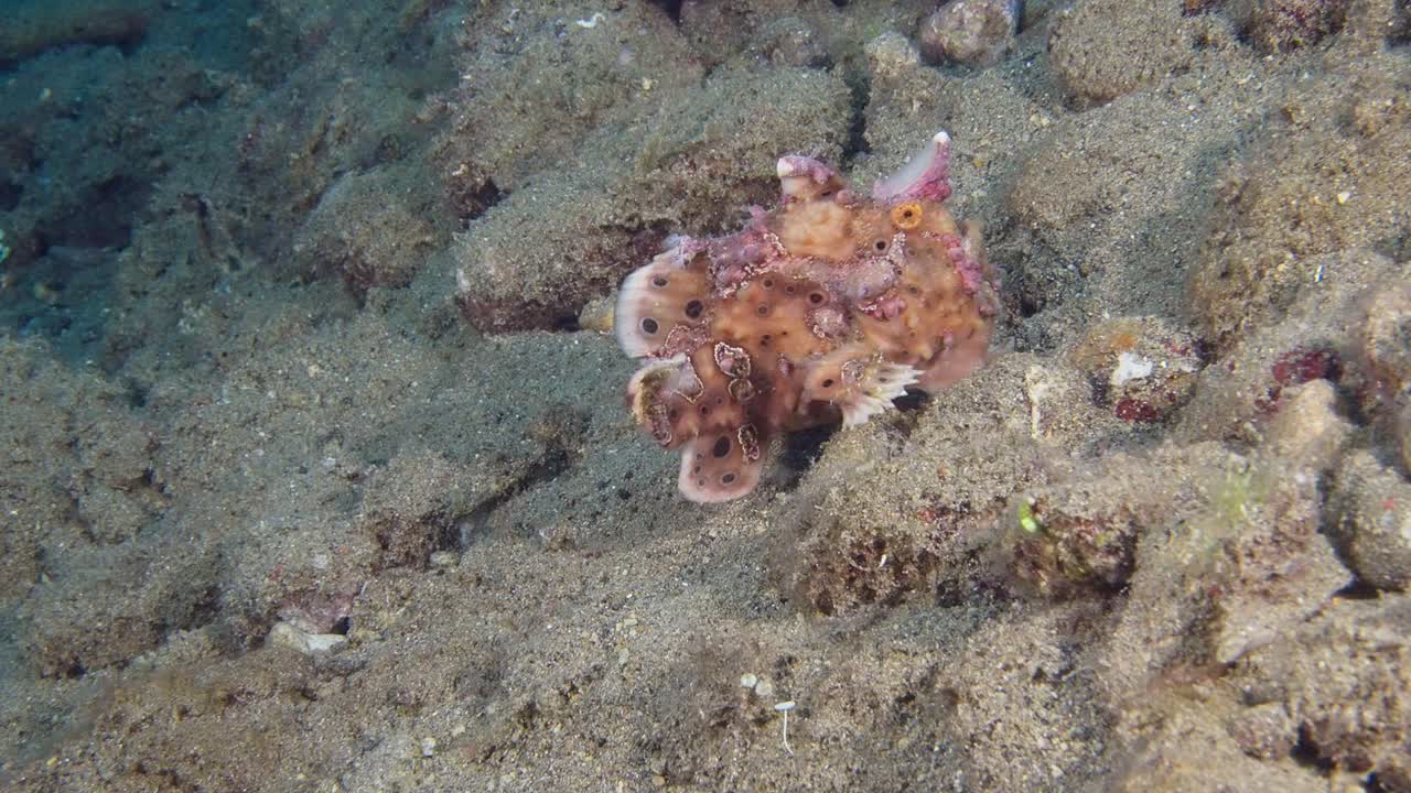 Warty Frogfish pink phase, walking up a slope