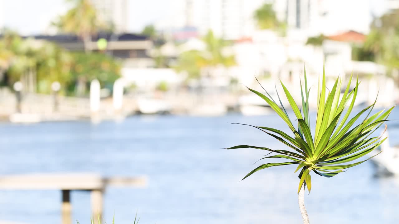 una planta con un fondo frente al mar