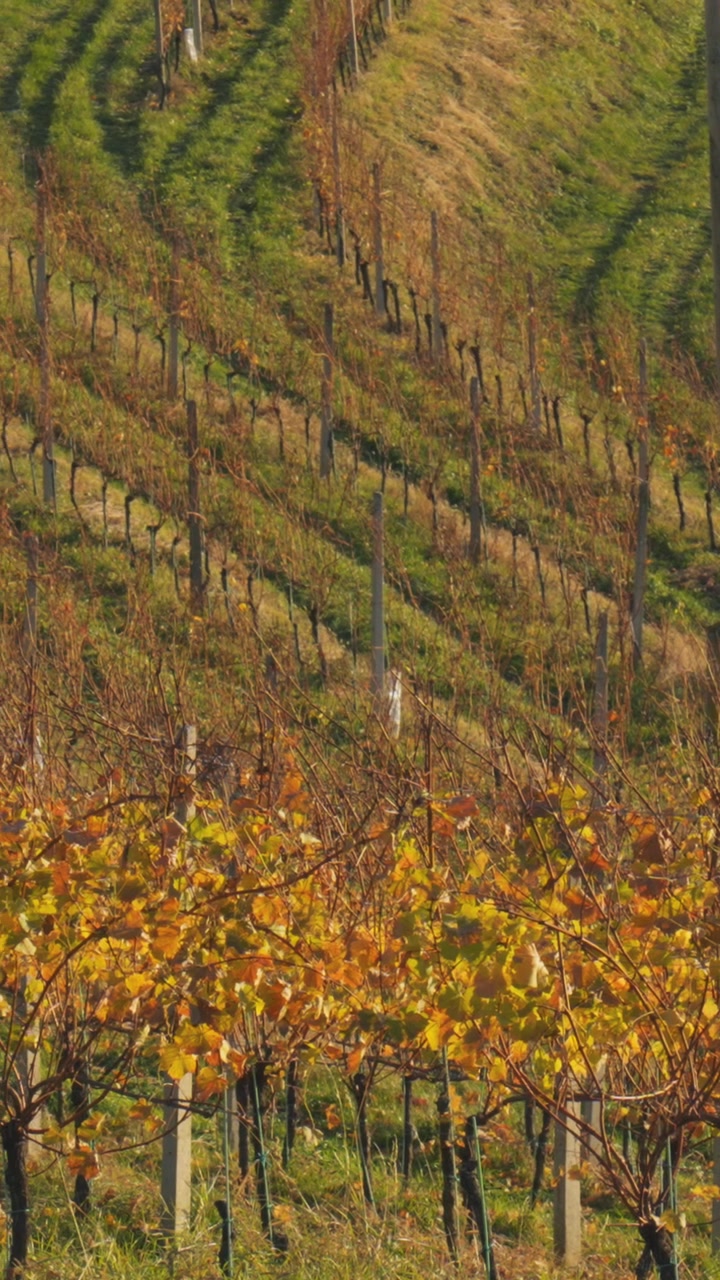 Tranquillo video verticale di dolci colline vinicole slovene con viti autunnali dorate, luce solare soffusa e senza persone – ideale per storie, reel, uso mobile.
