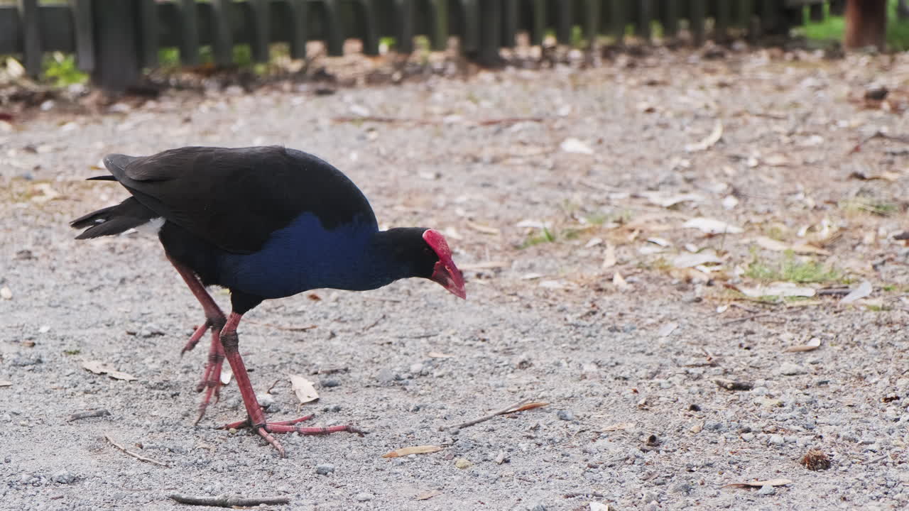 pukeko, pájaro pantanoso de australasia caminando y buscando comida
