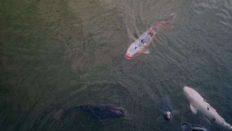 Koi-Fishes-Swimming-On-A-Calm-Water-Of-The-Pond-From-Senzokuike-Park-In-Tokyo-Japan