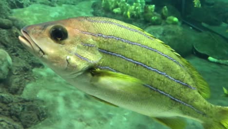 schönes süßwasseraquarium mit grünpflanzen und vielen fischen