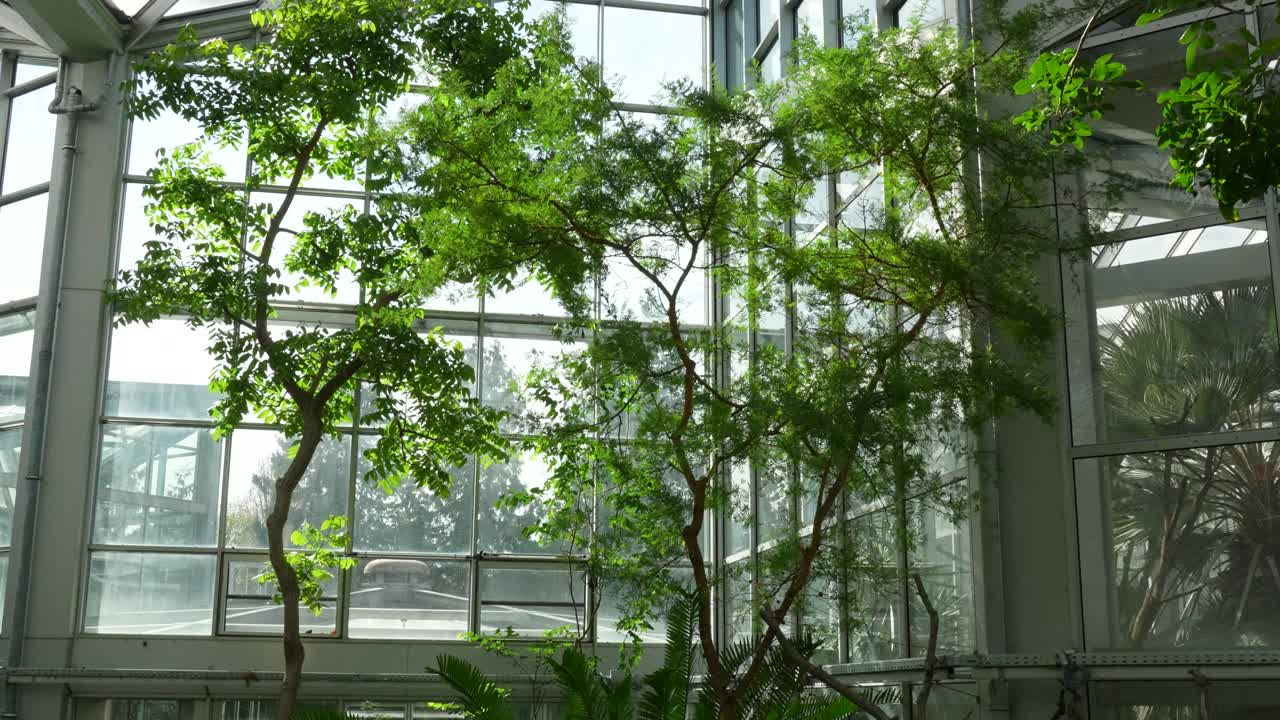 Árvores tropicais altas dentro da estufa Palmengarten Frankfurt com luz solar através de grandes paredes de vidro criando uma atmosfera de jardim interno natural e brilhante