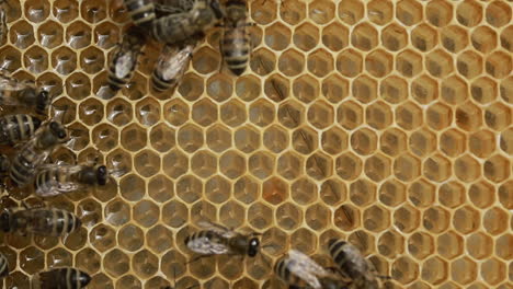 a beekeeper at apiary among hives. a beekeeper at apiary among hives with honeycomb in hand